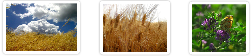 Foto coltivazioni di grano ed erba medica