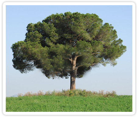 Foto pino secolare della Tenuta Cesarina